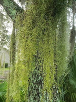 
              Florida & Georiga Spanish Moss
            